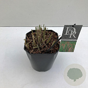 Miscanthus sin. 'Flamingo' 25-30 cm 5,0L vierkant