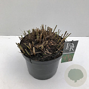 Miscanthus sin. 'Flamingo' 35-40 cm 10L