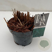 Miscanthus sin. 'Gracillimus' 25-30 cm 3,0L