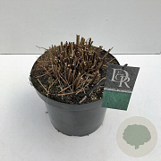 Miscanthus sin. 'Gracillimus' 35-40 cm 10L