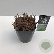 Miscanthus sin. 'Kleine Silbersp.' 25-30 cm 5,0L vierkant