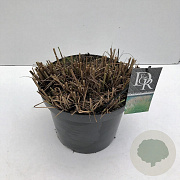 Miscanthus sin. 'Kleine Silbersp.' 35-40 cm 10L