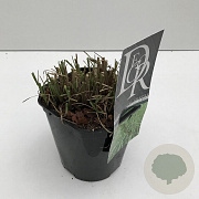 Miscanthus sin. 'Little Zebra' 25-30 cm 2,0L vierkant