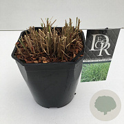 Miscanthus sin. 'Little Zebra' 25-30 cm 5,0L vierkant