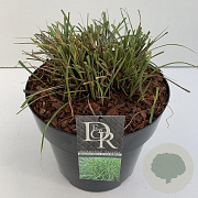 Miscanthus sin. 'Little Zebra' 35-40 cm 10L