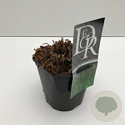Miscanthus sin. 'Malepartus' 25-30 cm 2,0L vierkant