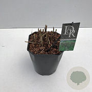 Miscanthus sin. 'Malepartus' 25-30 cm 5,0L vierkant