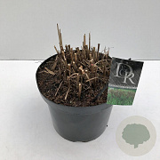 Miscanthus sin. 'Malepartus' 35-40 cm 10L