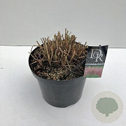 Miscanthus sin. 'Red Chief' 35-40 cm 10L
