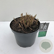 Miscanthus sin. 'Strictus' 35-40 cm 10L