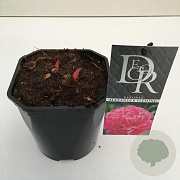Paeonia (LD) 'Alexander Fleming' 30-35 cm 2,0L vierkant
