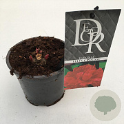 Paeonia (LD) 'Felix Crousse' 10 cm P12