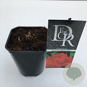 Paeonia (LD) 'Felix Crousse' 20-25 cm C1 vierkant