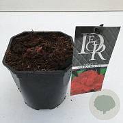 Paeonia (LD) 'Felix Crousse' 30-35 cm 2,0L vierkant