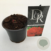 Paeonia (LD) 'Karl Rosenfield' 10 cm P12