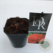 Paeonia (LD) 'Karl Rosenfield' 20-25 cm C1 vierkant
