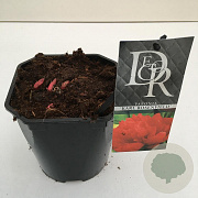Paeonia (LD) 'Karl Rosenfield' 30-35 cm 2,0L vierkant