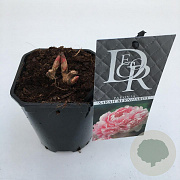 Paeonia (LD) 'Sarah Bernhardt' 20-25 cm C1 vierkant