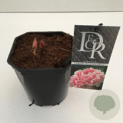 Paeonia (LD) 'Sarah Bernhardt' 30-35 cm 2,0L vierkant
