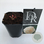 Paeonia (LD) 'Shirley Temple' 20-25 cm C1 vierkant