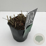 Panicum virgatum 'Prairie Sky' 25-30 cm 2,0L vierkant