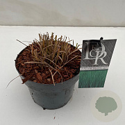 Panicum virgatum 'Prairie Sky' 25-30 cm 3,0L