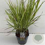 Panicum virgatum 'Sangria' 25-30 cm 5,0L vierkant
