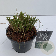 Panicum virgatum 'Squaw' 25-30 cm 3,0L