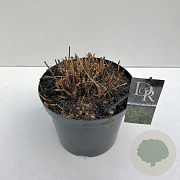 Panicum virgatum 'Squaw' 35-40 cm 10L