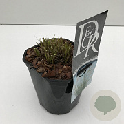 Pennisetum al. 'Little Bunny' 25-30 cm 2,0L vierkant