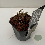 Pennisetum 'Karley Rose' 25-30 cm 2,0L vierkant