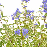 Caryopteris cland. 'White Surprise' 30-40 cm 3,0L