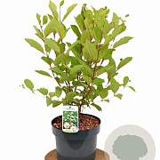 Cephalanthus occidentalis 40-60 cm 5,0L