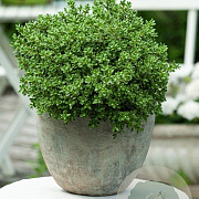 Hebe pinguifolia 'Sutherlandii' GM C5