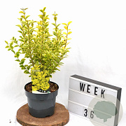 Ligustrum oval. 'Aureum' 30-40 cm 3,0L