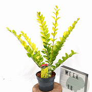 Ligustrum 'Vicaryi' 30-40 cm 3,0L