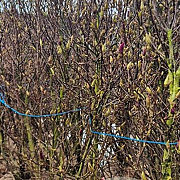 Magnolia 'Susan' 150-175 cm draadkluit extra