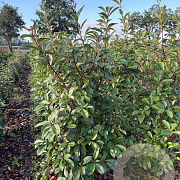 Photinia fraseri 'Red Robin' 150-175 cm met kluit