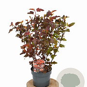 Physocarpus opulif. Lady in Red 30-50 cm 3,0L