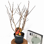 Physocarpus opulif. Magic Ball 40-50 cm 3,0L
