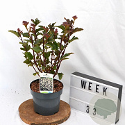 Physocarpus opulif. 'Red Baron' 30-50 cm 3,0L