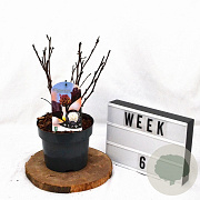 Physocarpus opulif. 'Rubella' 30-40 cm 3,0L