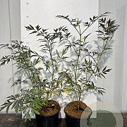 Sambucus nigra Black Lace 30-40 cm 3,0L