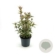 Weigela 'Nana Variegata' 30-40 cm 3,0L