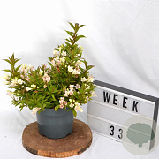 Weigela Picobella Bianco 25-30 cm 3,0L