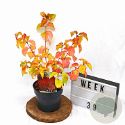 Cornus sang. 'Winter Beauty' 30-40 cm 3,0L