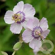 Geranium ph. 'Wendy's Blush' GM P9