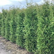 Thuja occ. 'Brabant' 180-200 cm met kluit