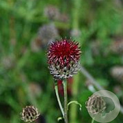 Centaurea atropurpurea GM P9