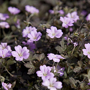 Geranium 'Dusky Crûg' GM P9